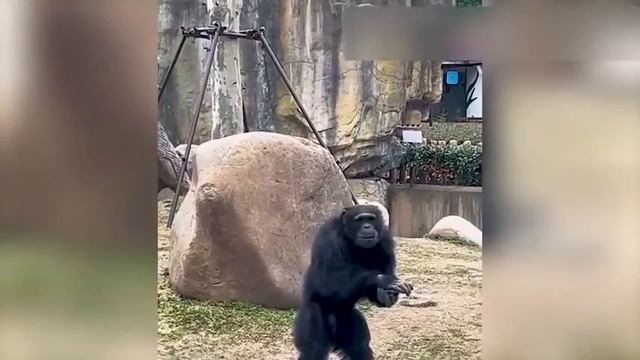 Приколы с животными