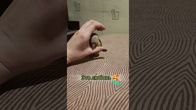 Это любовь 💚