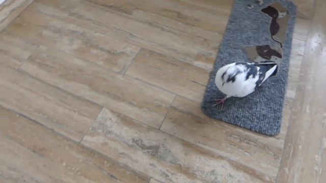 Latte the pigeon doggo follows me everywhere