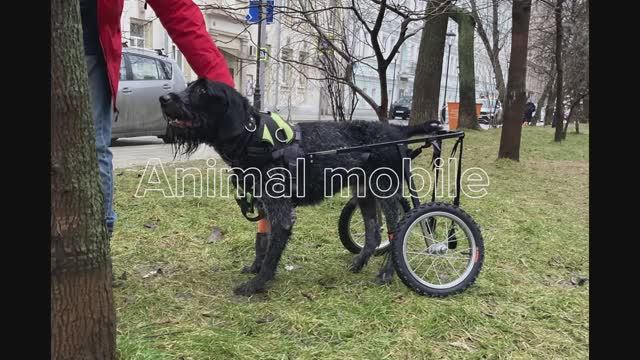 Коляска-тренажер для возрастной собаки.