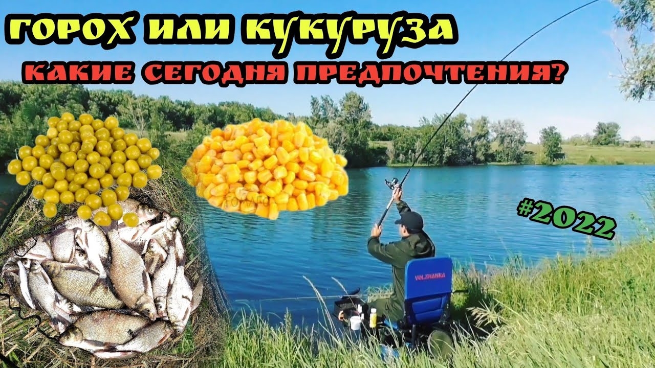 Горох или кукуруза ? С фидером на пруду