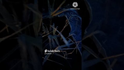 Теперь у нас есть Севрюга