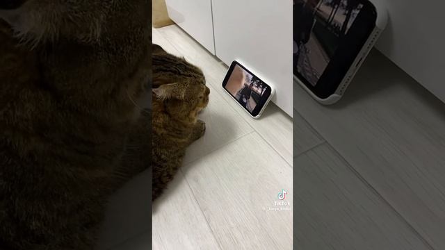 кот пересмотрел тик тока