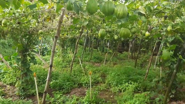 chow chow chayote farming  at ooty thuthurmattam