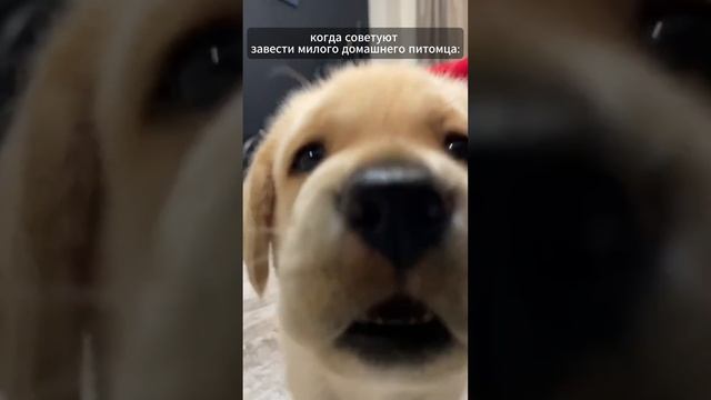 #животные #милота #юмор #таракан #кошки #собаки