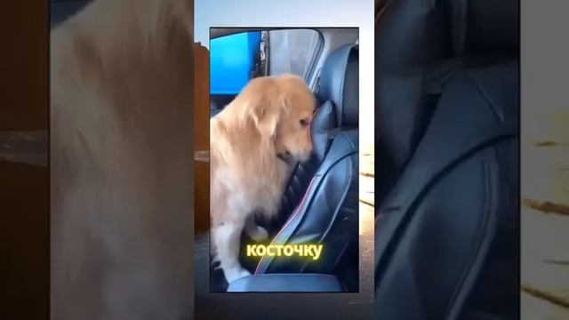 Смешные видео _ Смешные коты _ Приколы с животными _ Вирусные видео _ С ОЗВУЧКОЙ _  #cat  #trending