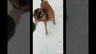 Кеша