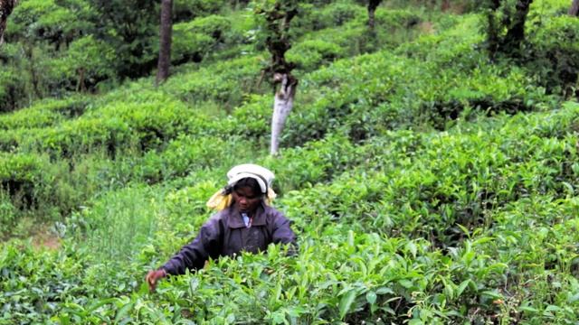 Tea Plucking