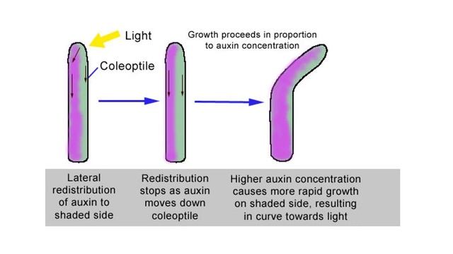 PLANT HORMONES notes