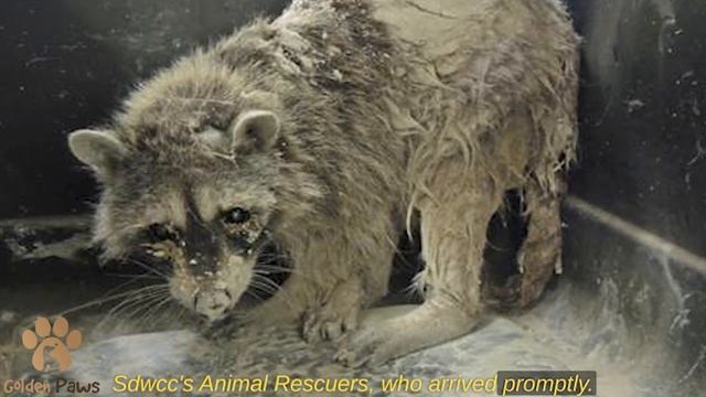 A Petrified Raccoon Was Crawling in Cement With Its Last Strength