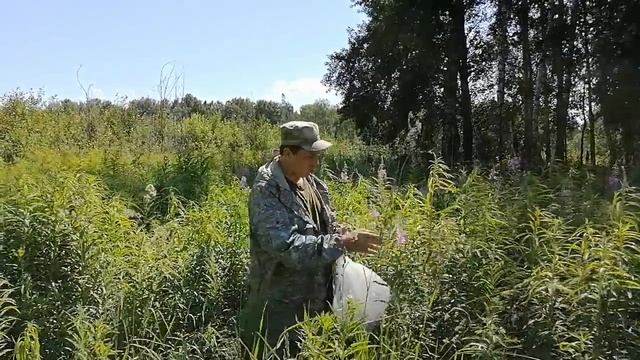 Обзор по сбору Иван-Чая на Природе - 10 июля 2021 г.