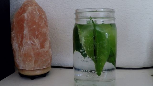 Homemade Citrus Tea Using Orange Or Lemon Leaves 🍂  🍊  ☕️ 👍