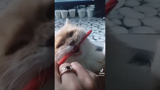 Моя киса💕.mp4