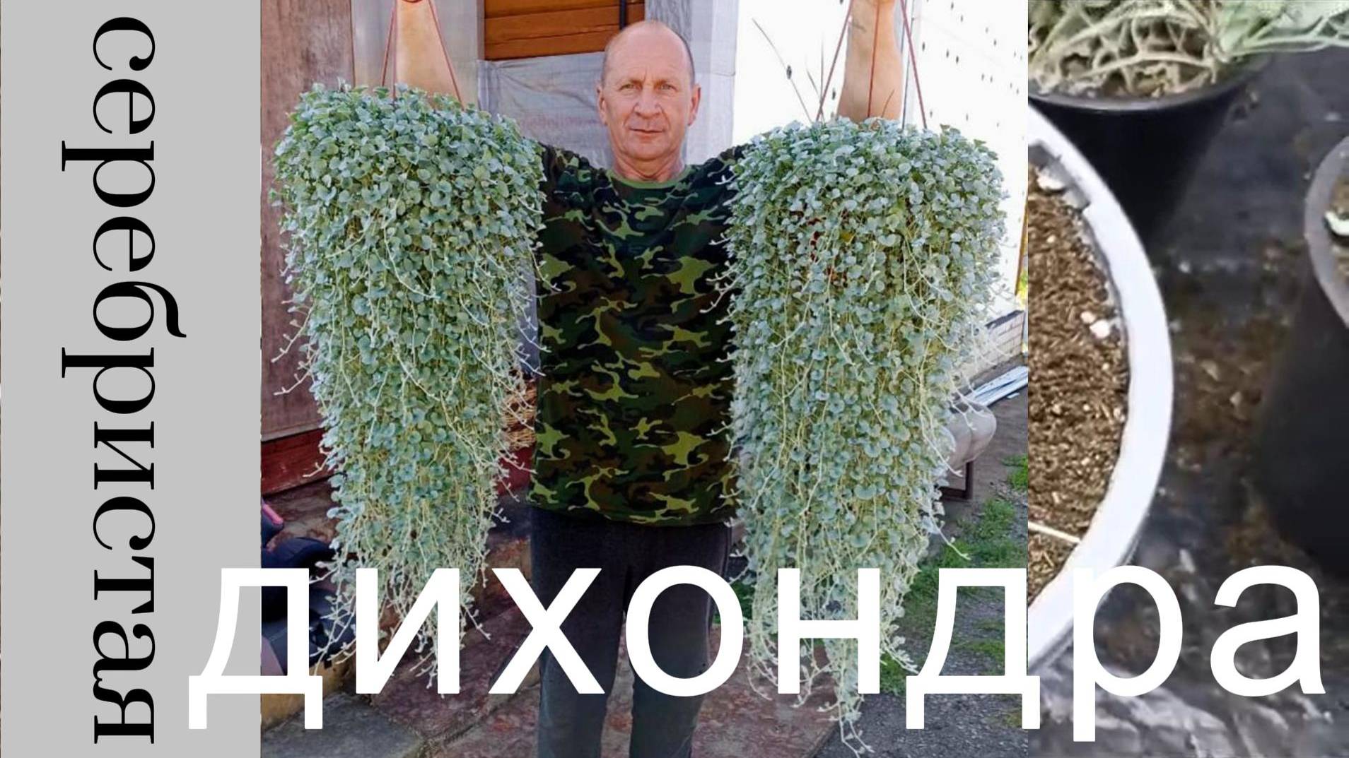 Дихондра серебристая