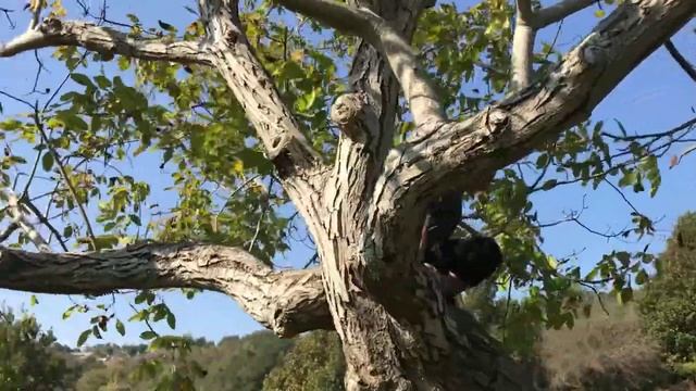 🍴 Open Buffet Breakfast in The Nature + Garden Tour & Another Avocado Tree Planting