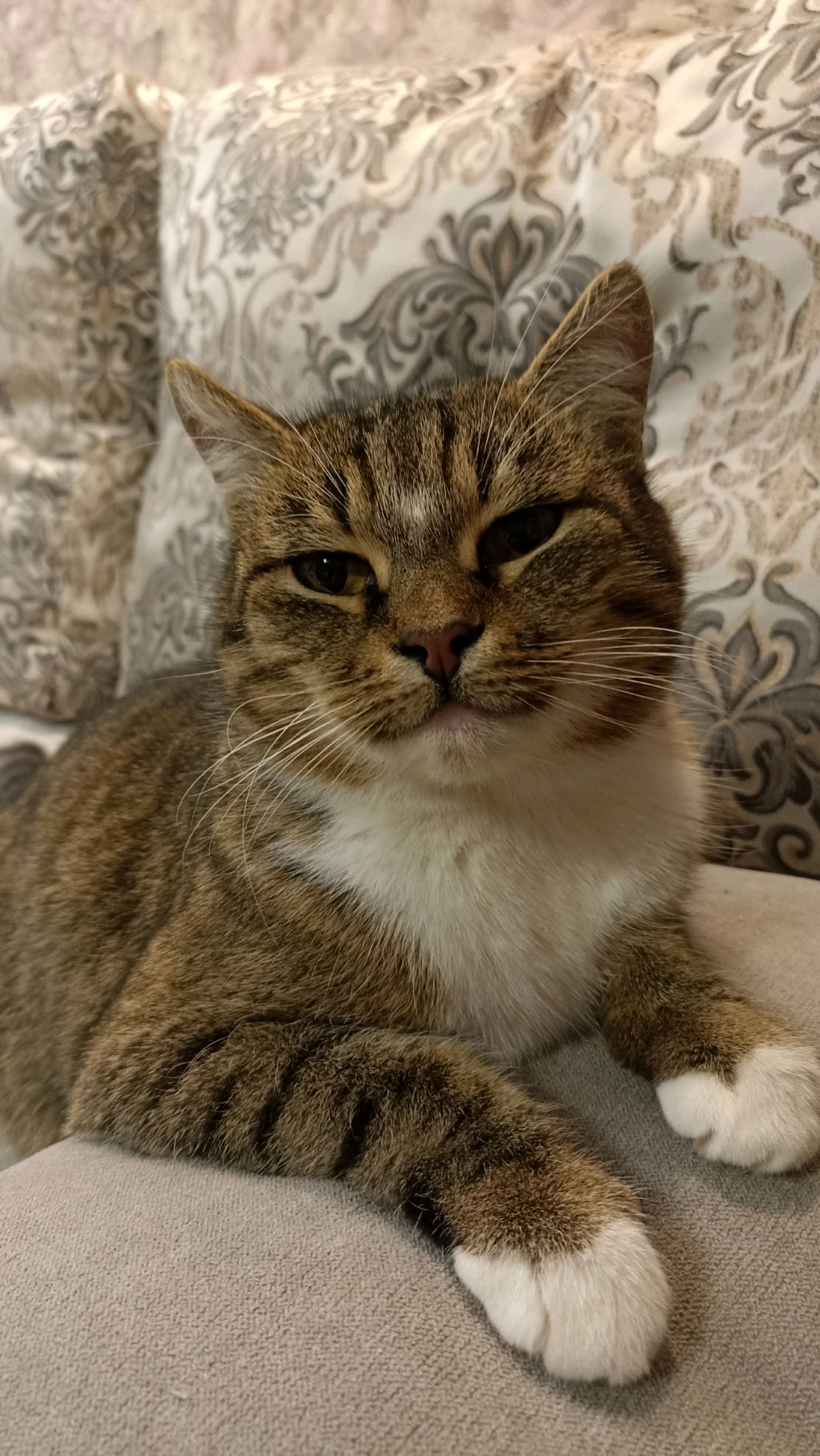 дом для кошки
