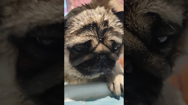 Моем мопса . Бакс готовится к выезду домой.