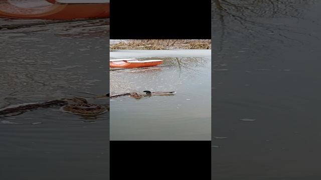 Утки на реке Яченке.mp4