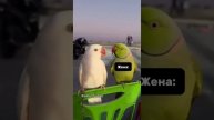 Вытрепала все нервы
