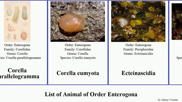 List of Animal of Order Enterogona phallusia ascidia predatory nigra arabica robusta intestinalis