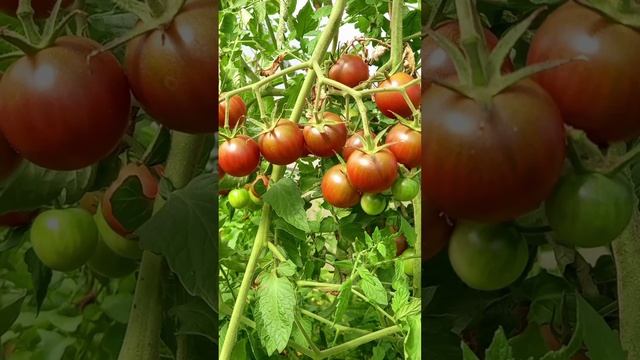 томат,,вишенка чёрная,, 🍅🍅🍅