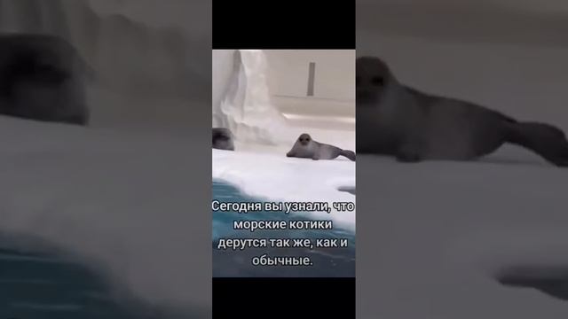 Драки морских котиков!!! 🦭🦭🦭🦭