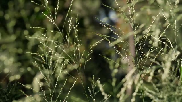 "Руны на ветру" - Песня для души.