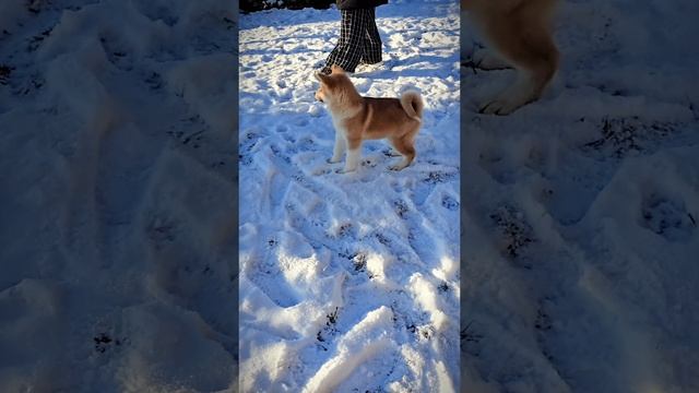 девочка акита, 3 месяца Миринда+Йода
