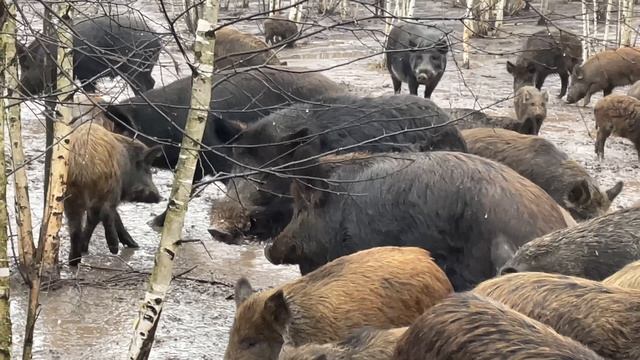 12-01-2025 на кабана