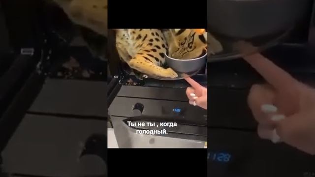 Ты не ты, когда голоден! 🙀