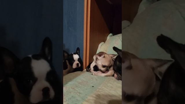 маленькая прелесть #французскийбульдог