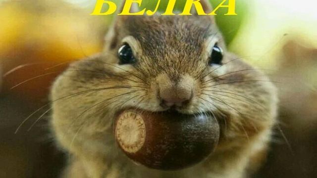 БЕЛКА детская песенка-загадка