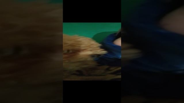 Едем за рождественским подарком.
