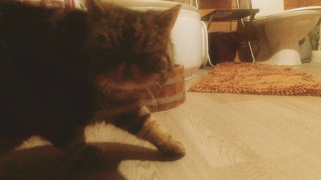 Purr