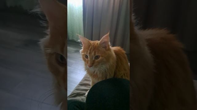 Кот Мейн-кун разговаривает.