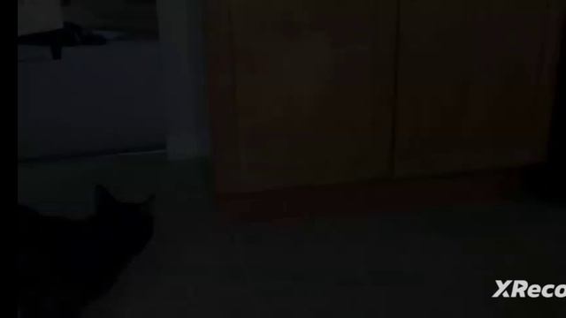 смешные видео про котов 🐱