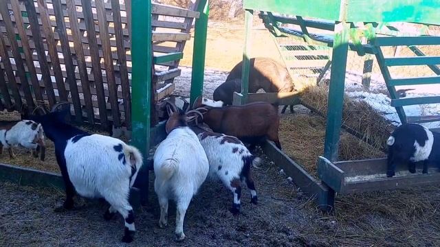 МОЛОКО 🥛 ПРОПАЛО 😱 . Какие УДОИ в январе.