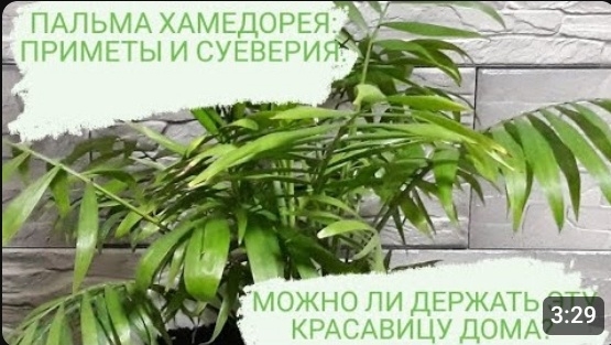 МОЖНО ЛИ ДЕРЖАТЬ ЭТУ КРАСАВИЦУ ДОМА? ПАЛЬМА ХАМЕДОРЕЯ: ПРИМЕТЫ И СУЕВЕРИЯ.