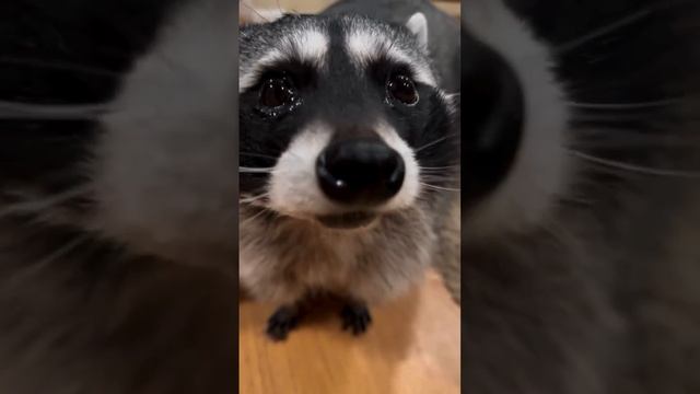 милоты вам в ленту