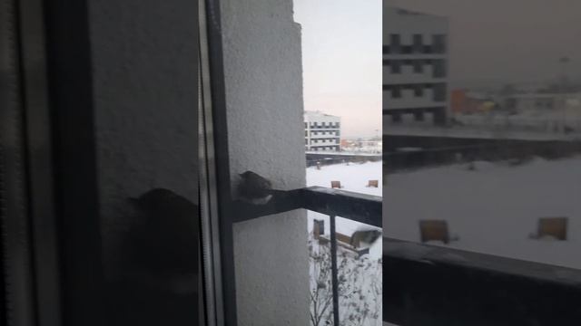 Мороз