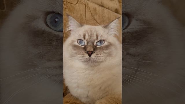 Элвис, окрас голубой рисованный blue tabby. Невская маскарадная Сибирский кот.