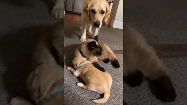 FunnyTimeNowVideo013