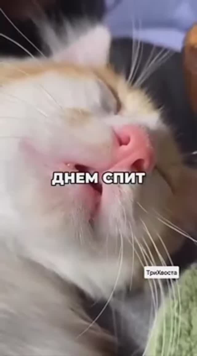 Утром спит,днём спит ,а ночью  .....🤣