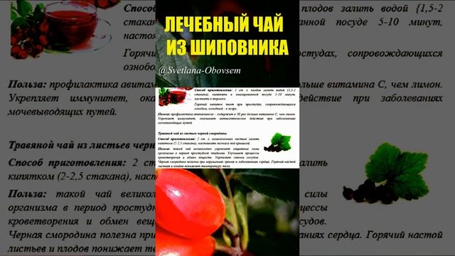 лечебный чай с шиповника#shorts