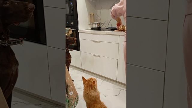 а мясо так и не дали