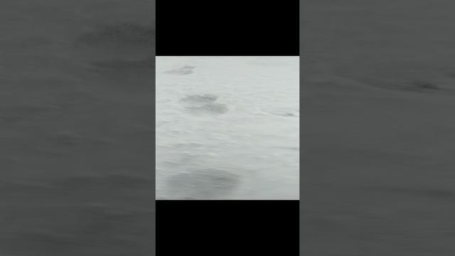 🐺 тоже есть