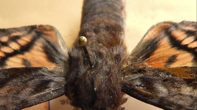 БРАЖНИКИ: 295. Nyceryx hyposticta