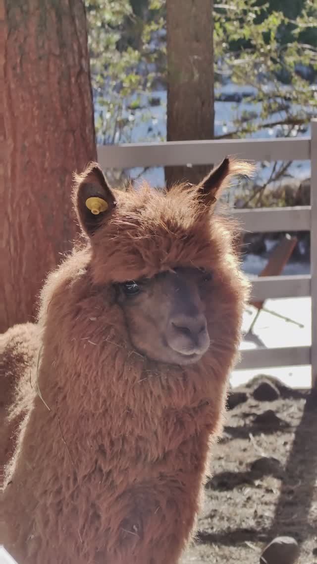 Альпаки 🦙🦙🦙