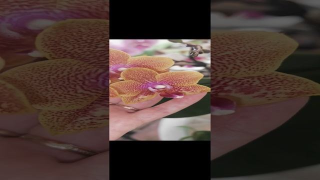 Самые ароматные орхидеи