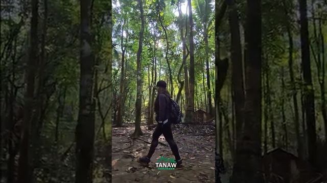 Mahogany Forest Trail - Tanay, Rizal #travel #hiking #mountain #adventure #nature #TanawExplorer